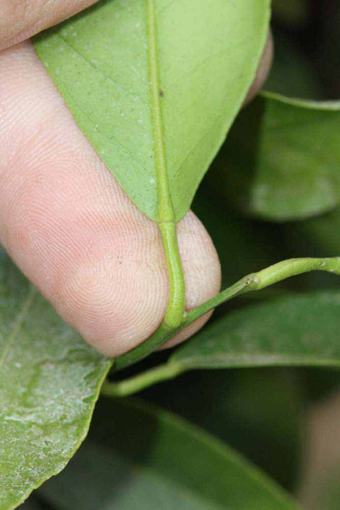              Petiole (Riverside, CA)       